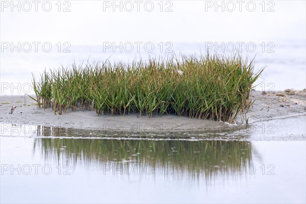Common cordgrass