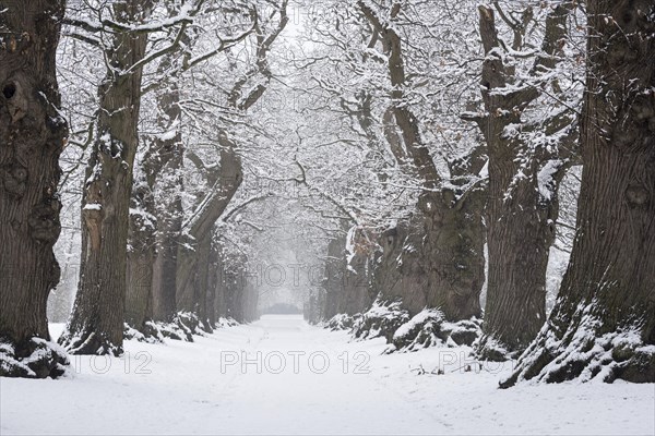 Country lane lined with 200 year old sweet chestnut