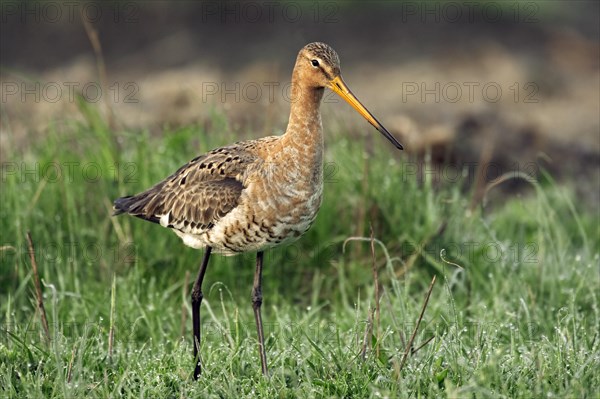 Black-tailed godwit