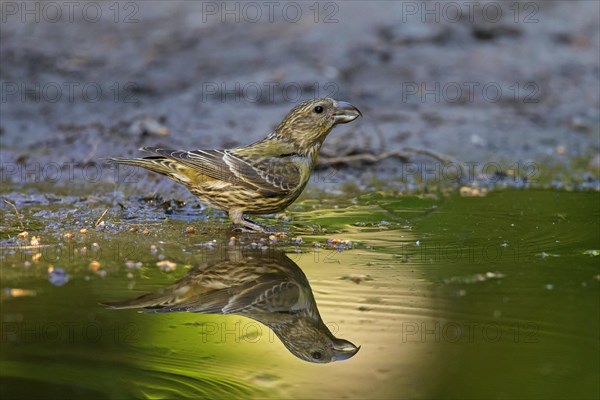 Red crossbill