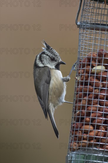 European crested tit