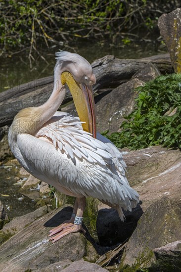 Great white pelican