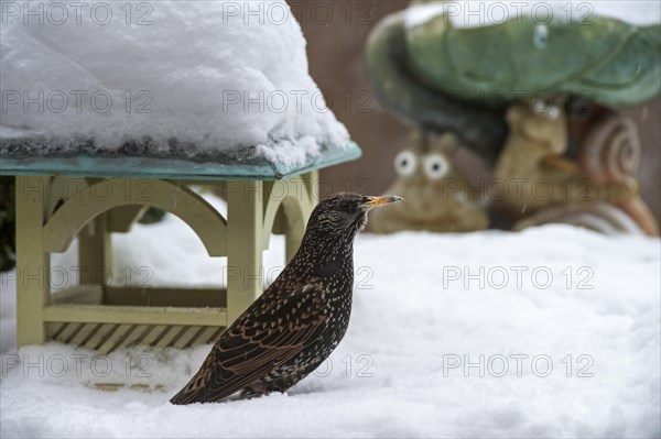 Common Starling