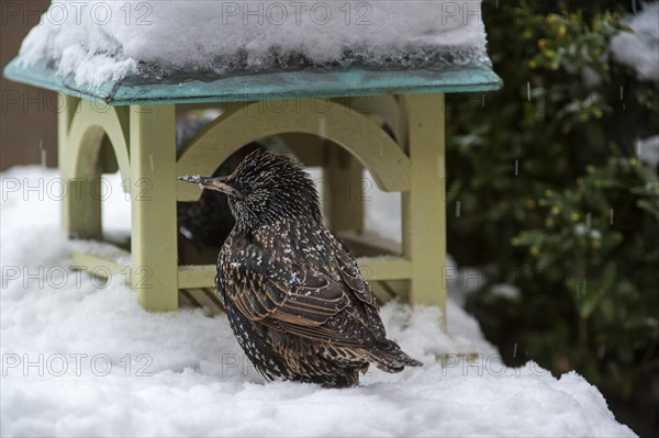 Common Starling