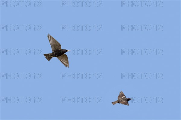 Two common starlings