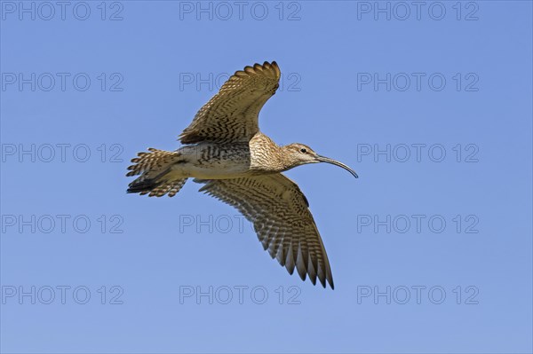 Eurasian whimbrel