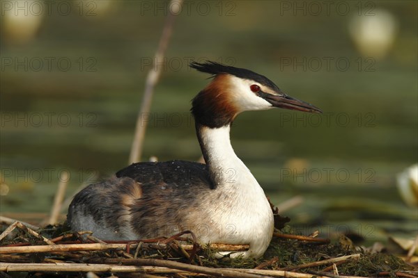 Great Crested Grebe