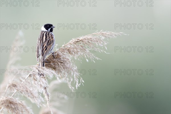 Reed bunting