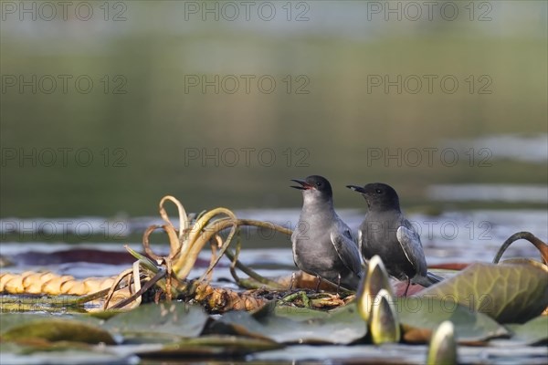 Black Tern