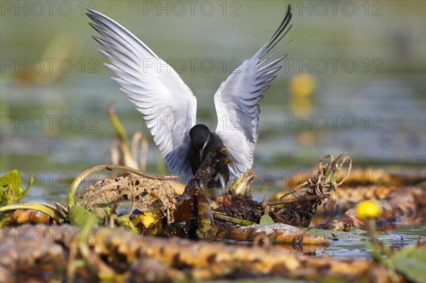 Black Tern