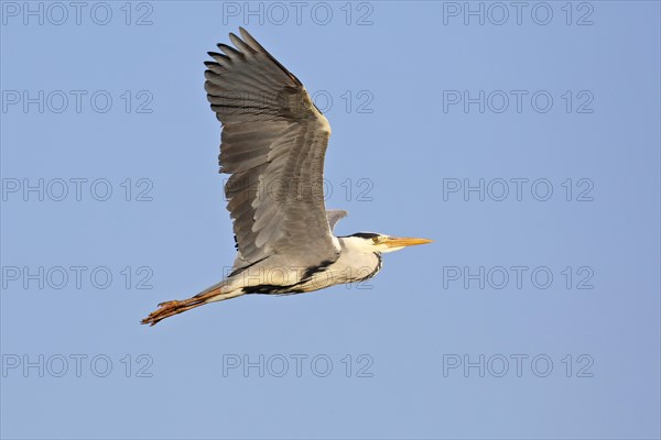 Grey heron