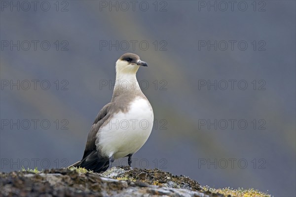 Arctic skua