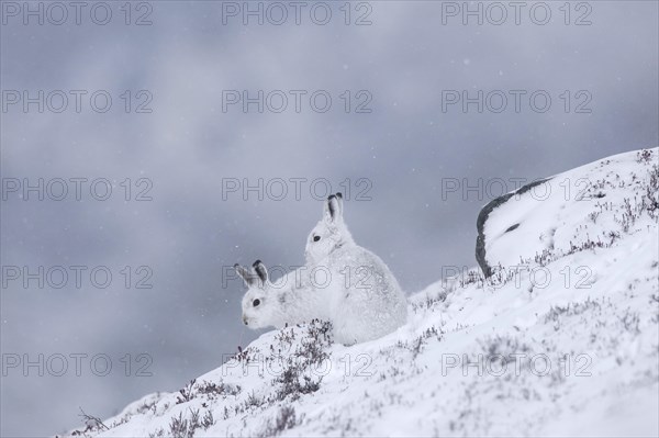Two mountain hares