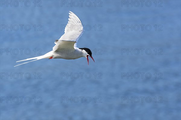 Arctic tern