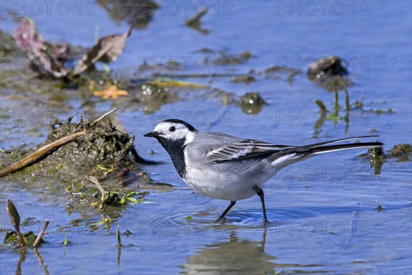 White wagtail