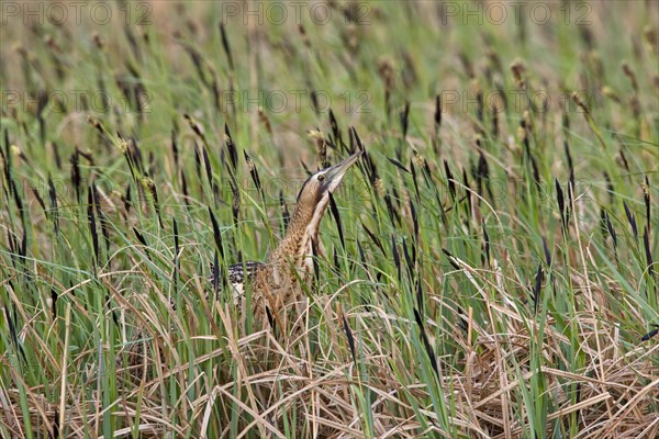 Eurasian Bittern