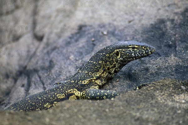 Nile monitor