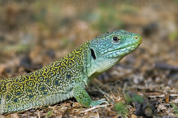 Ocellated lizard