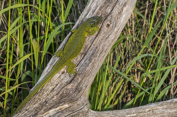 Western green lizard