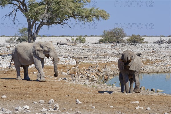 African bush elephants