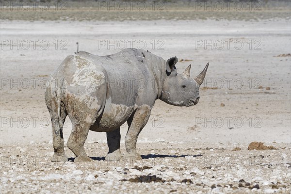 Black rhinoceros