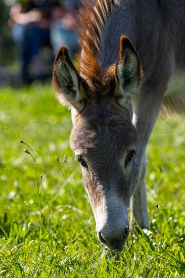 Donkey foal