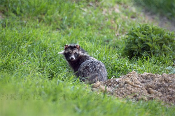 Raccoon dog