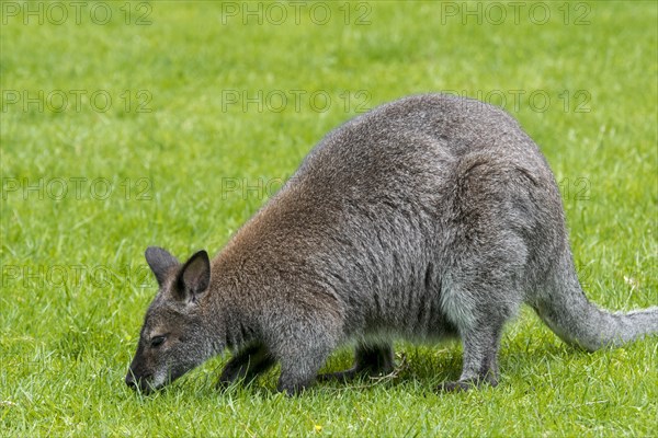 Red-necked wallaby