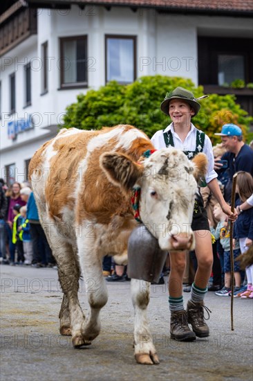 Alpine pasture boy leading cow into the valley