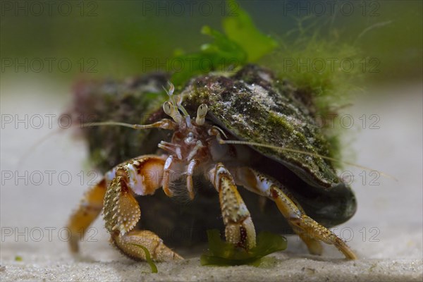 Common hermit crab