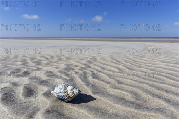 Common whelk