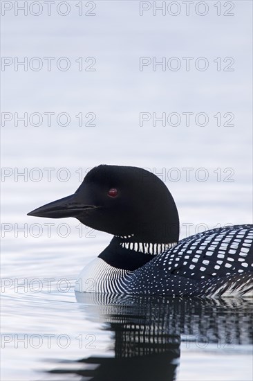 Common loon