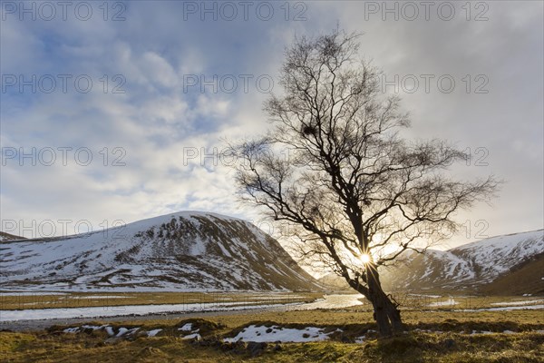 Sun shining though bare branches of solitary tree along River Findhorn at sunset in winter in the Strathdearn valley