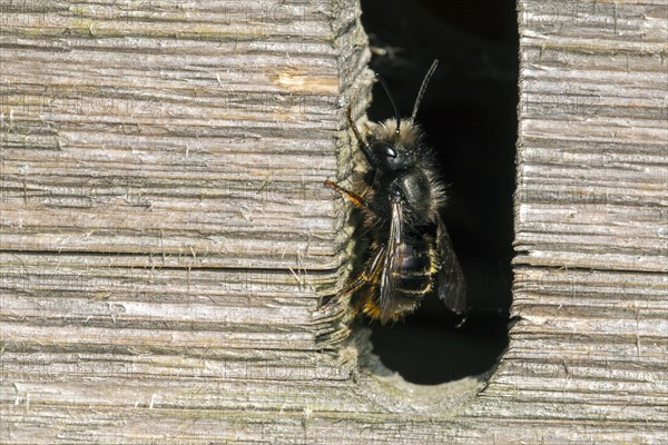 Blue mason bee