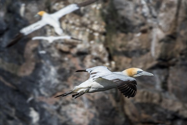 Northern gannet