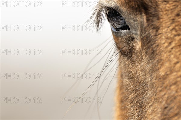 Close-up of eye and eyelash of Konik wild horse