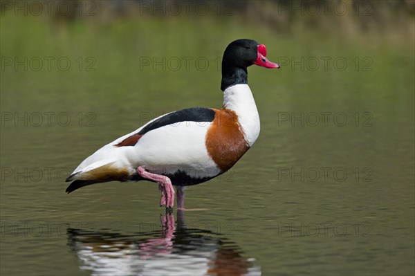 Common shelduck