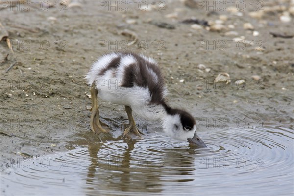 Common shelduck