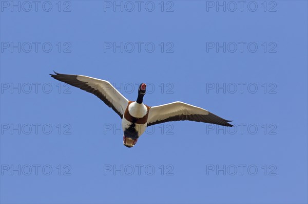 Common shelduck