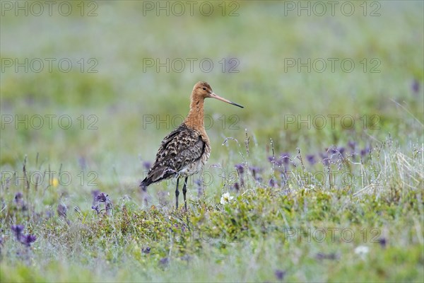 Black-tailed godwit