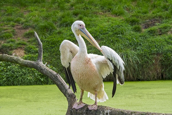 Great white pelican