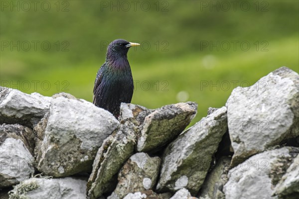 Common starling