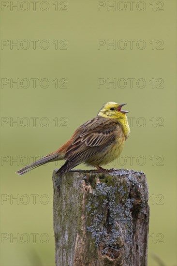 Yellowhammer