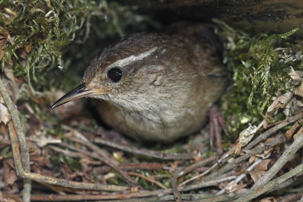 Eurasian wren