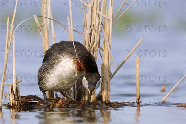 Red-necked Grebe