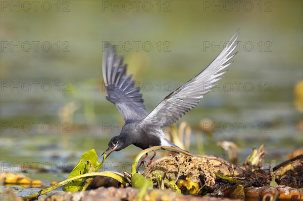 Black Tern