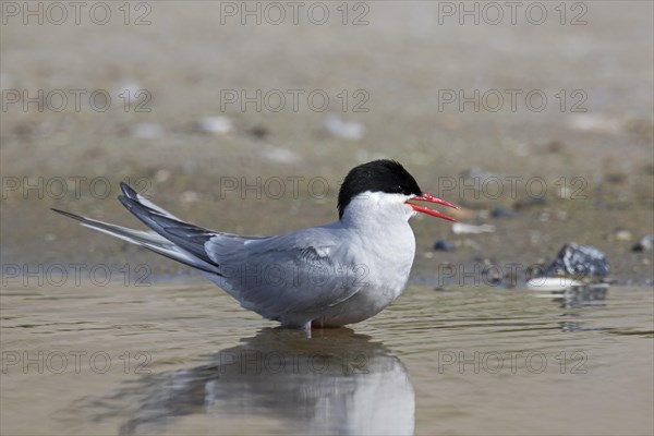 Arctic tern