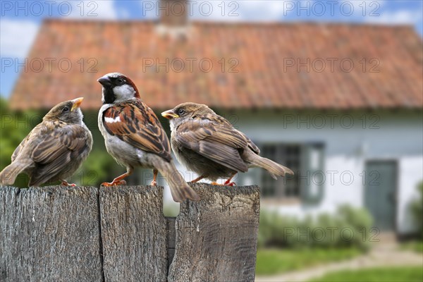 Male common sparrow