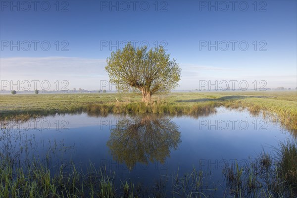 White willow