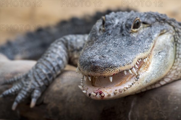 American alligator